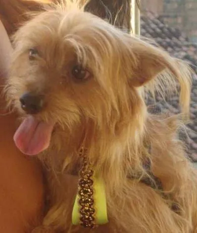 Cachorro ra a PIT+YORKSHINE idade 3 anos nome JHONY
