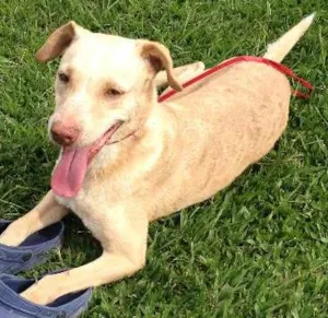 Cachorro raça SRD idade 2 a 6 meses nome CARAMELO