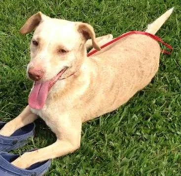Cachorro ra a SRD idade 2 a 6 meses nome CARAMELO