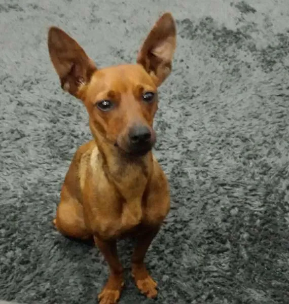 Cachorro ra a Pinscher idade 1 ano nome lisa GRATIFICA