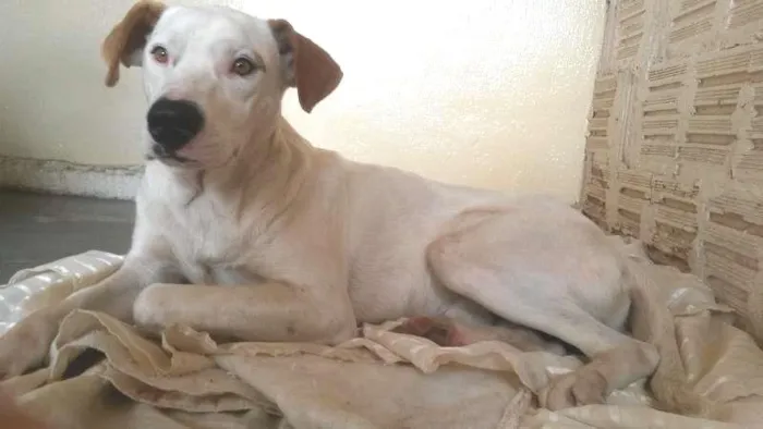 Cachorro ra a Srd idade  nome Menino
