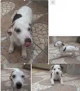 Belinha
