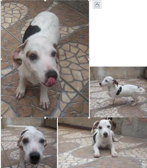 Cachorro raça indeterminada idade 2 a 6 meses nome Belinha