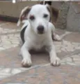Belinha