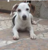 Cachorro raça indeterminada idade 2 a 6 meses nome Belinha