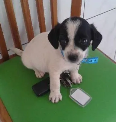 Cachorro ra a misturado idade Abaixo de 2 meses nome bebe