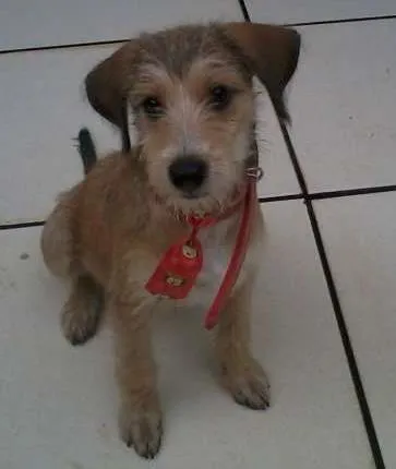 Cachorro ra a SRD idade 2 a 6 meses nome Tonny