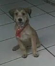 Tonny