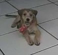 Tonny