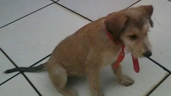 Cachorro ra a SRD idade 2 a 6 meses nome Tonny