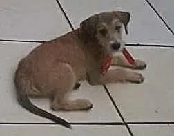 Cachorro ra a SRD idade 2 a 6 meses nome Tonny