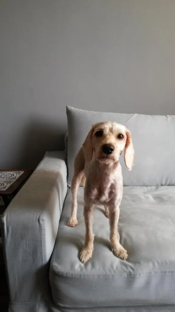 Cachorro ra a SRD idade 2 anos nome Lisbeth
