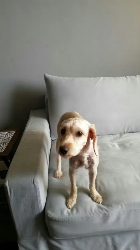 Cachorro ra a SRD idade 2 anos nome Lisbeth