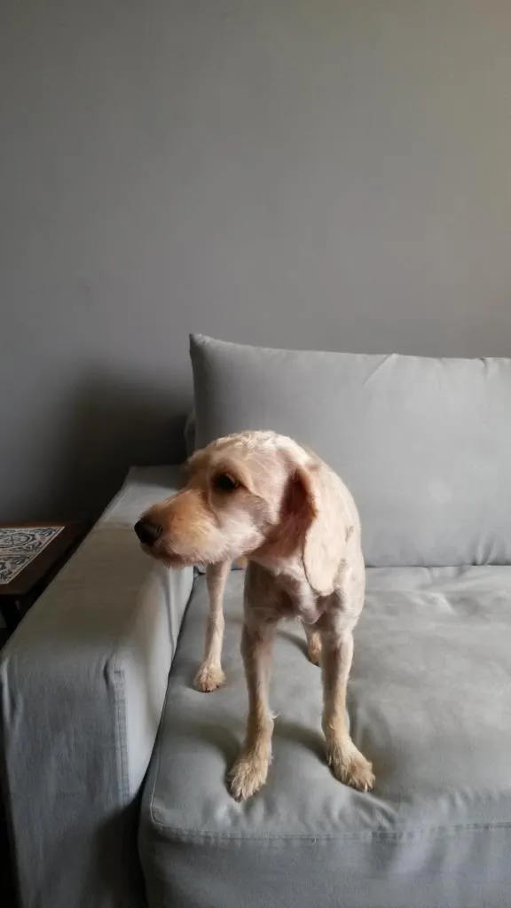 Cachorro ra a SRD idade 2 anos nome Lisbeth