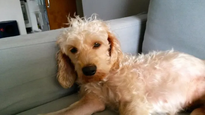Cachorro ra a SRD idade 2 anos nome Lisbeth