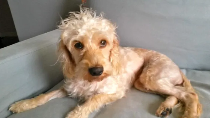 Cachorro ra a SRD idade 2 anos nome Lisbeth