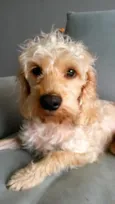 Lisbeth