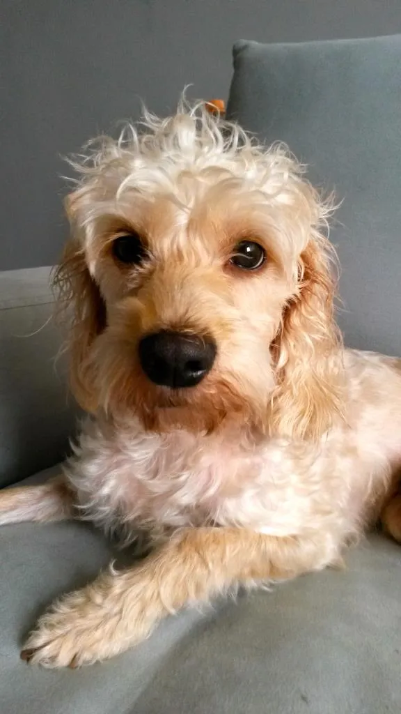 Cachorro ra a SRD idade 2 anos nome Lisbeth