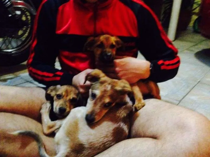 Cachorro ra a SRD idade 2 a 6 meses nome Lindinha, Florzinha