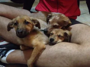 Cachorro raça SRD idade 2 a 6 meses nome Lindinha, Florzinha