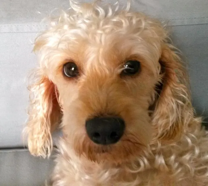 Cachorro ra a SRD idade 2 anos nome Lisbeth