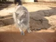 Mimi