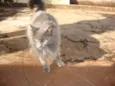 Mimi