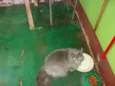 Mimi