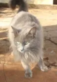 Mimi