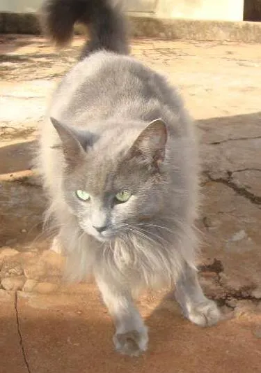 Gato ra a Angorá idade  nome Mimi