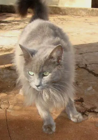 Gato ra a Angorá idade  nome Mimi