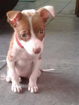 Cachorro raça SRD idade 2 a 6 meses nome Mel