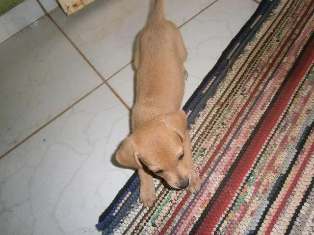 Cachorro ra a vira lata idade Abaixo de 2 meses nome sem nome