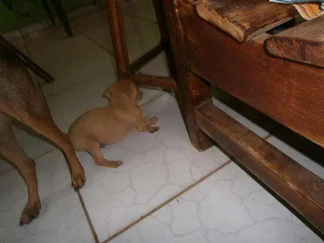 Cachorro ra a vira lata idade Abaixo de 2 meses nome sem nome