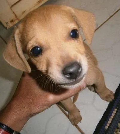 Cachorro ra a vira lata idade Abaixo de 2 meses nome sem nome