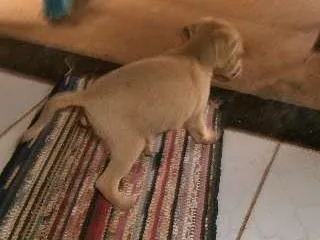 Cachorro ra a vira lata idade Abaixo de 2 meses nome sem nome