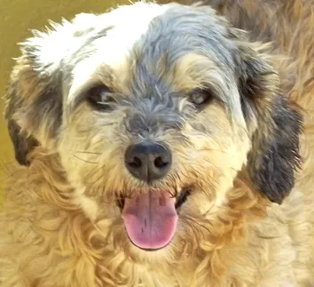 Cachorro ra a SRD idade 4 anos nome GISELE