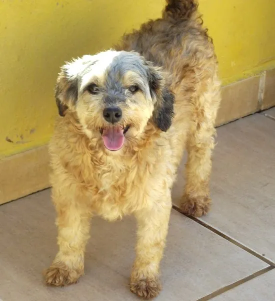 Cachorro ra a SRD idade 4 anos nome GISELE