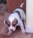 cachorrinhos