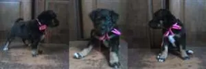 Cachorro raça Sem raça  idade Abaixo de 2 meses nome Sem nomes ainda