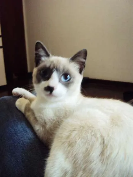 Gato ra a SRD idade 7 a 11 meses nome Sandy