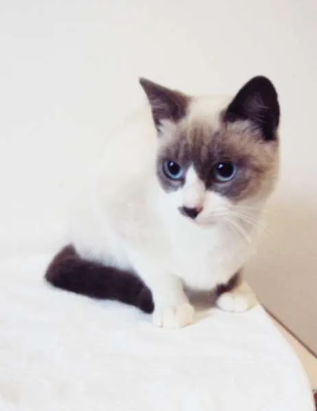 Gato ra a SRD idade 7 a 11 meses nome Sandy