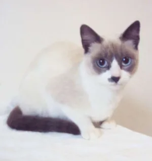 Gato raça SRD idade 7 a 11 meses nome Sandy