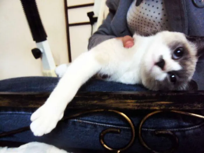 Gato ra a SRD idade 7 a 11 meses nome Sandy