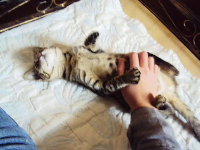Gato ra a SRD idade 2 a 6 meses nome Luna