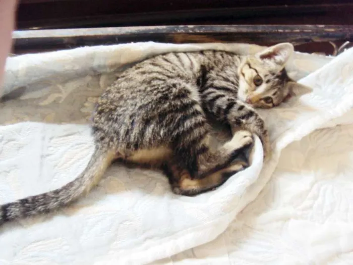 Gato ra a SRD idade 2 a 6 meses nome Luna