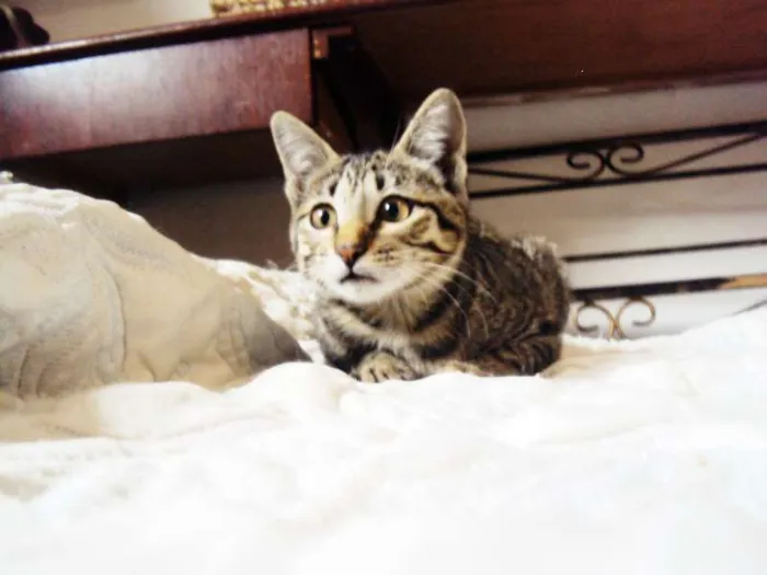 Gato ra a SRD idade 2 a 6 meses nome Luna
