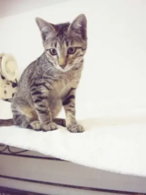 Gato raça SRD idade 2 a 6 meses nome Luna