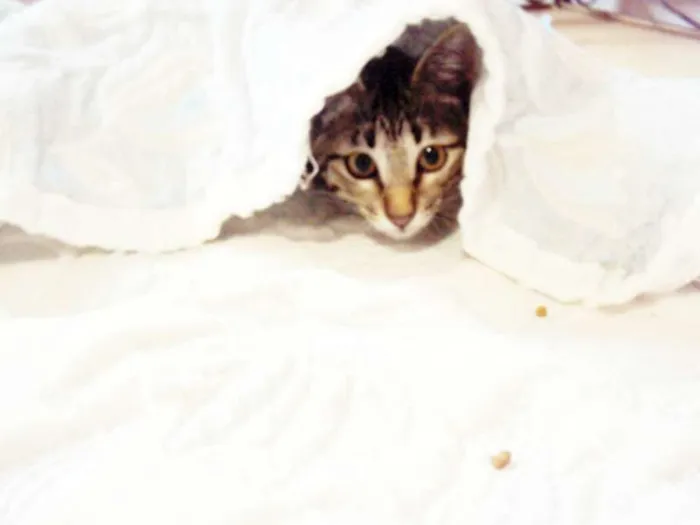 Gato ra a SRD idade 2 a 6 meses nome Luna