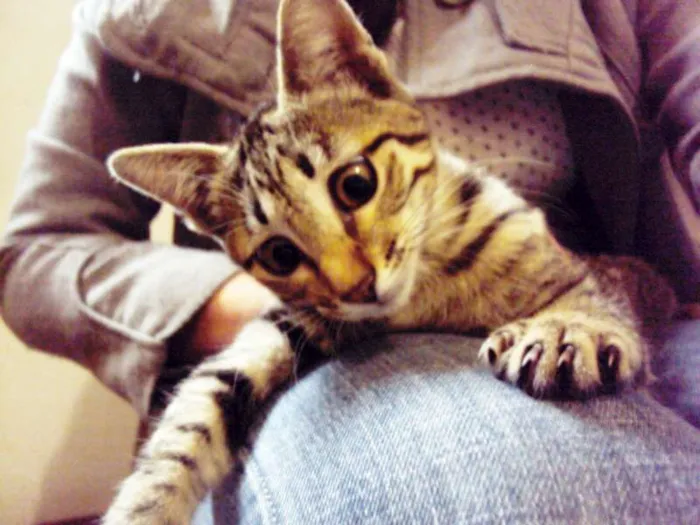 Gato ra a SRD idade 2 a 6 meses nome Luna